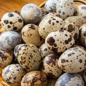 Quail Eggs - 18 Farm Fresh Eggs