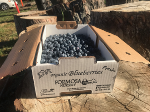 FRESH Blueberries Certified Organic - 5 LB box