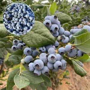 Fresh Draper Blueberries - 5 lb. box