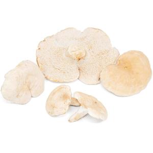 Fresh Sweet Tooth Mushroom - 1 LB