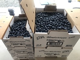 Blueberries Organic Certified - 30 LBS box FROZEN