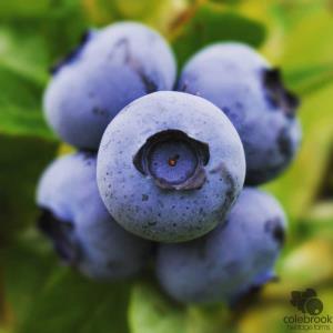 Calypso Variety Blueberries 4lb