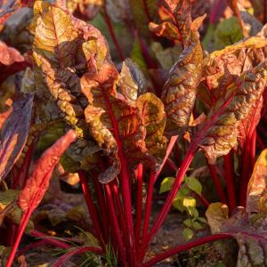 Organic Red Chard per bunch