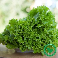 Certified Organic Greenleaf Lettuce Per Head