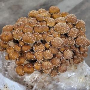 Chestnut Mushroom - 150 Grams