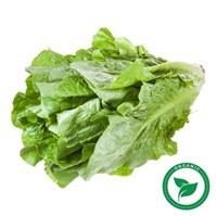 Certified Organic Romaine Lettuce Per Head