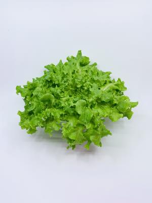 Green Salad Bowl [Oakleaf] Lettuce Head