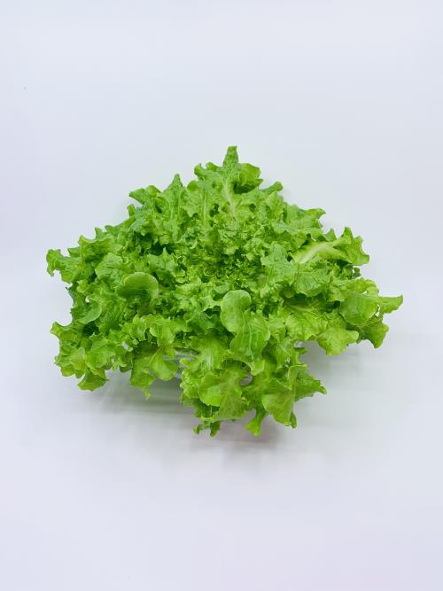 Green Salad Bowl [Oakleaf] Lettuce Head
