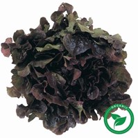 Certified Organic Red Butter Lettuce Per Head