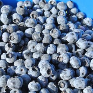 Frozen Duke Blueberries - 200 lb