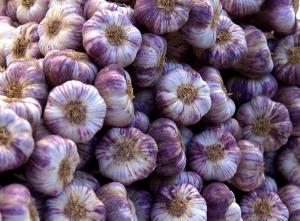 Fresh Garlic French Connection Variety – 1 lb