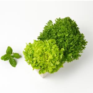 Gourmet Lettuce & Herb Mix - 2 Heads 1 Herb