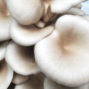Fresh Pearl Oyster Mushroom - 500 g Box
