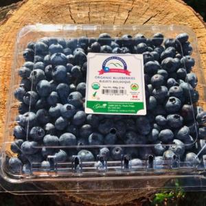 FRESH Bluecrop Blueberries Certified Organic - 2 LB clamshell