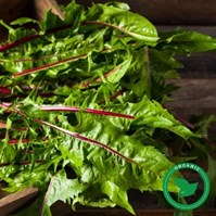 Certified Organic Red Dandelion Per Bunch