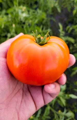 Field Tomatoes - 1 LB