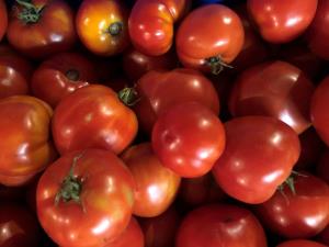 Garden Fresh Mixed Tomatoes - 1 LB