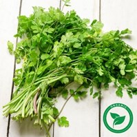 Certified Organic Bunch Cilantro Per Bunch