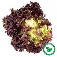 Certified Organic Redleaf Lettuce Per Head
