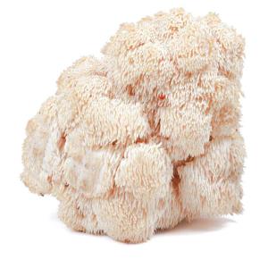 Fresh Bear's Tooth Mushroom - 1 lb