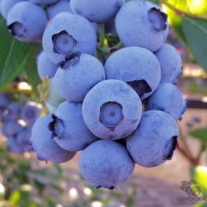 Duke Variety Blueberries Basket