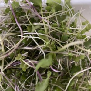 Spring Salad 50 Grams / Unit