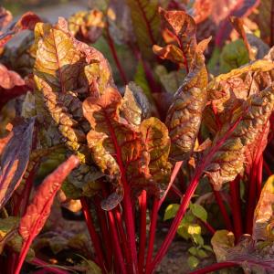Certified Organic Red Chard Per Bunch