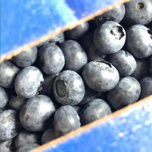 5 LB Blueberries Blue Crop Variety