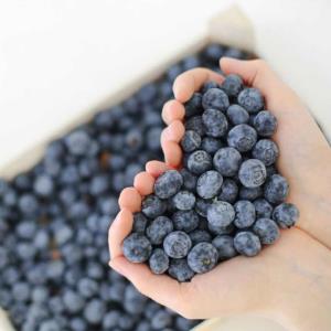 5 LB Blueberries Elliot Variety