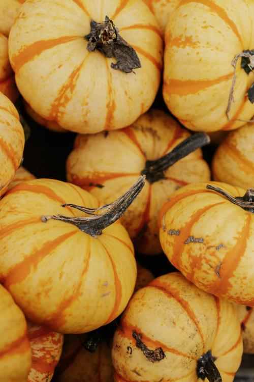 Decorative Pumpkin [Blaze Variety] Approx. 3 – 4 lbs