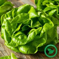 Certified Organic Green Butter Lettuce Per Head