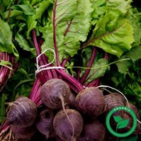 Certified Organic Red Beets Per Bunch