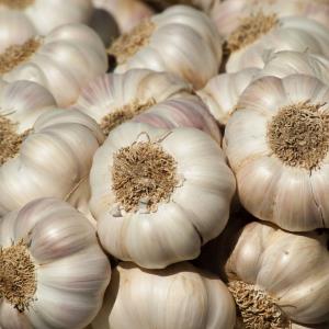 Fresh Garlic Cleopatra Variety – 1 lb