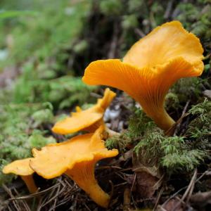 Fresh Wild Golden Chanterelles - 2 lb