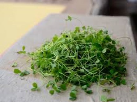 Broccoli Microgreens - 40G