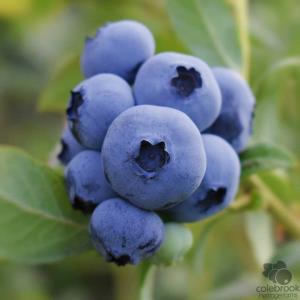 Big Blues Variety Blueberries 4lb