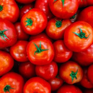 Garden Fresh Mixed Tomatoes - 10 LB Box