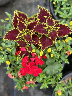 Geranium Sanvitalia Coleus Calibrachoa Planter