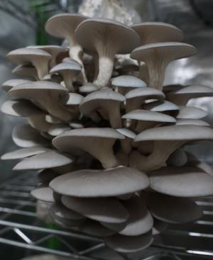 Blue Oyster Mushroom - 150 Grams