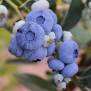 Liberty Variety Blueberries 4lb