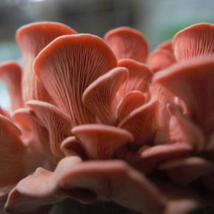 Pink Oyster Mushroom - 150 Grams