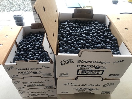 Blueberries Organic Certified - 5 LBS box FROZEN