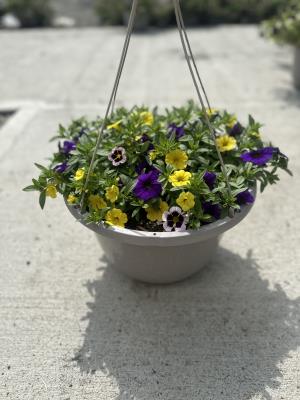Calibrachoa Yellow/Purple Hanging Basket