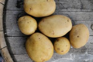 Yukon Gold Potatoes - 10 lbs