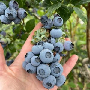 Fresh Duke Blueberries - 30 lb. box