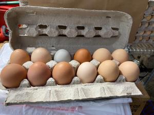 Fresh - Farm Free Range 1 Dozen Eggs