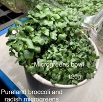 Radish & Broccoli Microgreens - 120G Bowl
