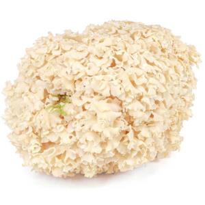 Fresh Cauliflower Mushrooms - 5lb