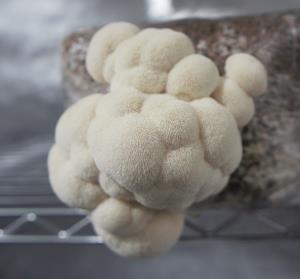 Lion's Mane Mushroom Grow Kit
