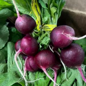 Certified Organic Purple Radishes Per Bunch